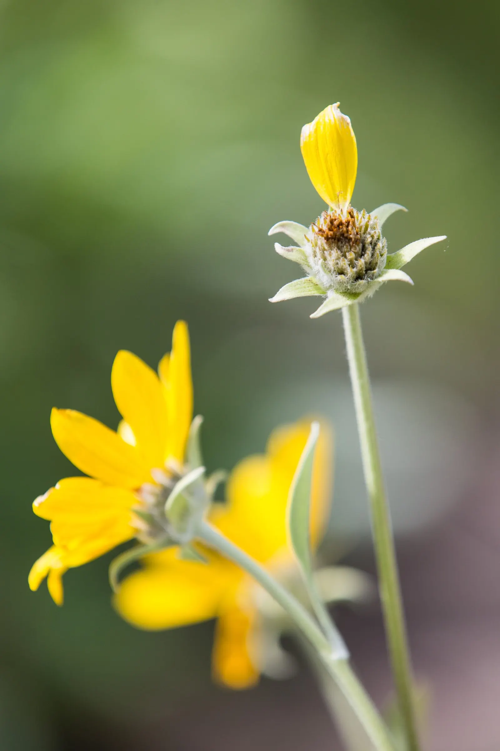 Arrowleaf Balsamroot. (Balsamorhiza Sagittata) — yellow flowers in the garden; unbranched stems that can stand up to 30 inches in height, image 88