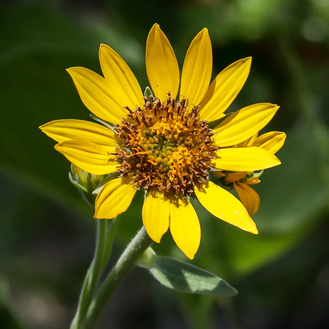 Arrowleaf Balsamroot. (Balsamorhiza Sagittata) — When incorporating this plant into landscaping designs; scientifically known as Balsamorhiza sagittata