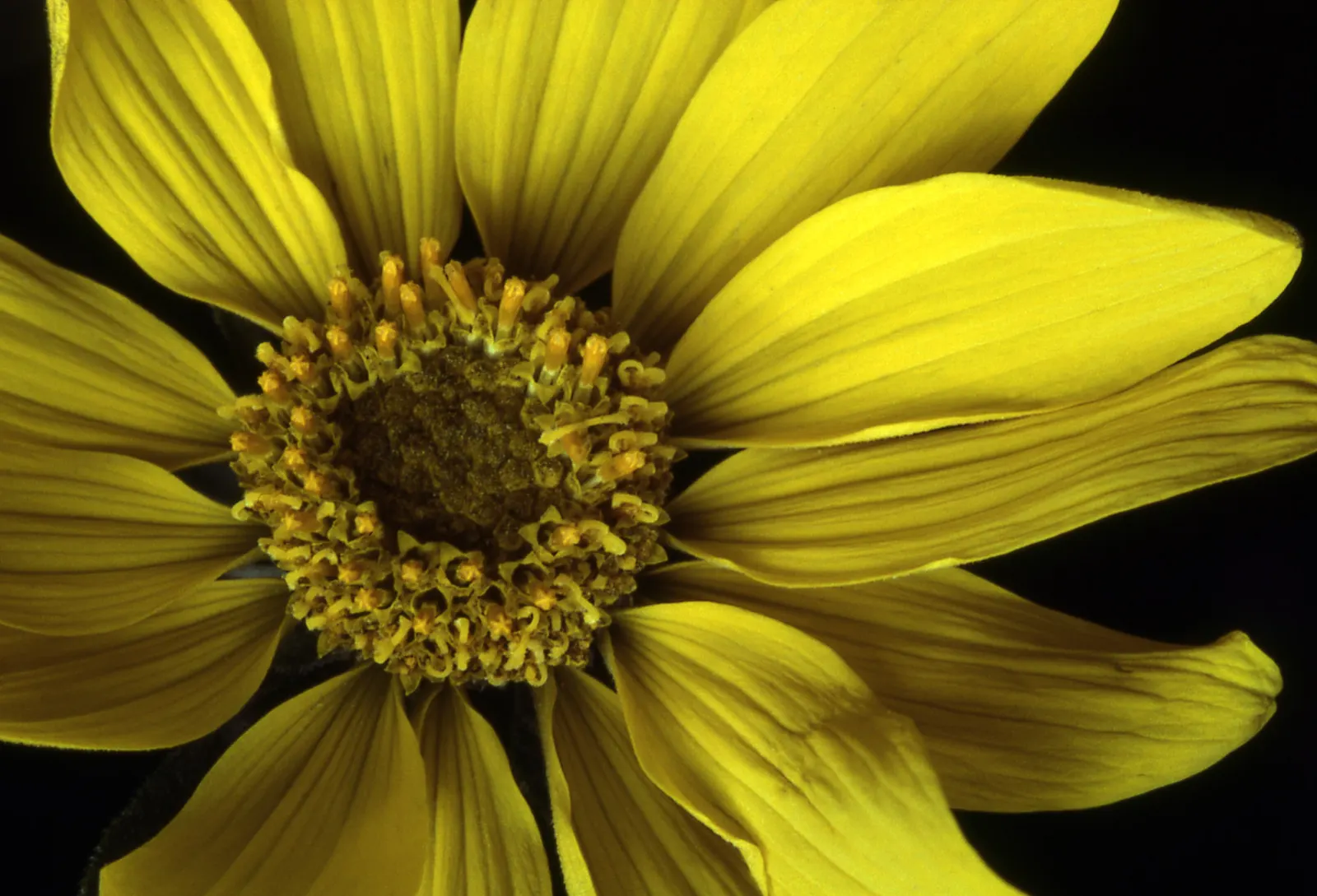 Arrowleaf Balsamroot. (Balsamorhiza Sagittata) — reaching up to 4 inches across