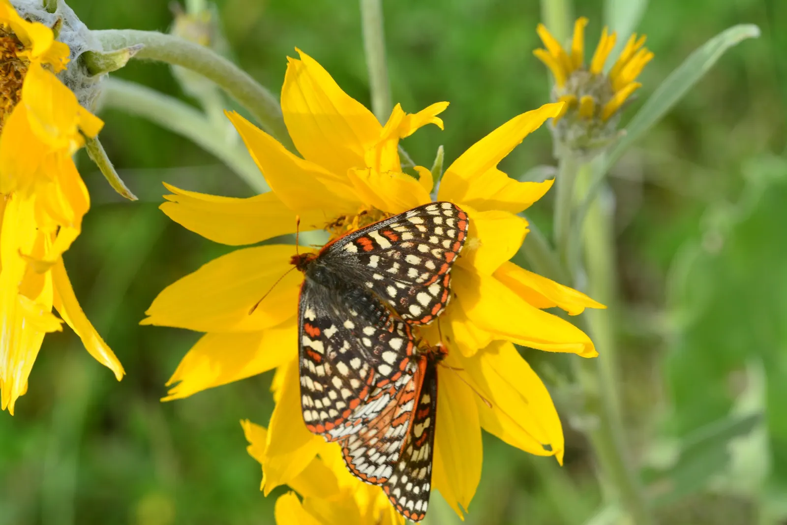 Arrowleaf Balsamroot. (Balsamorhiza Sagittata) — thriving in full sun and well-drained soils