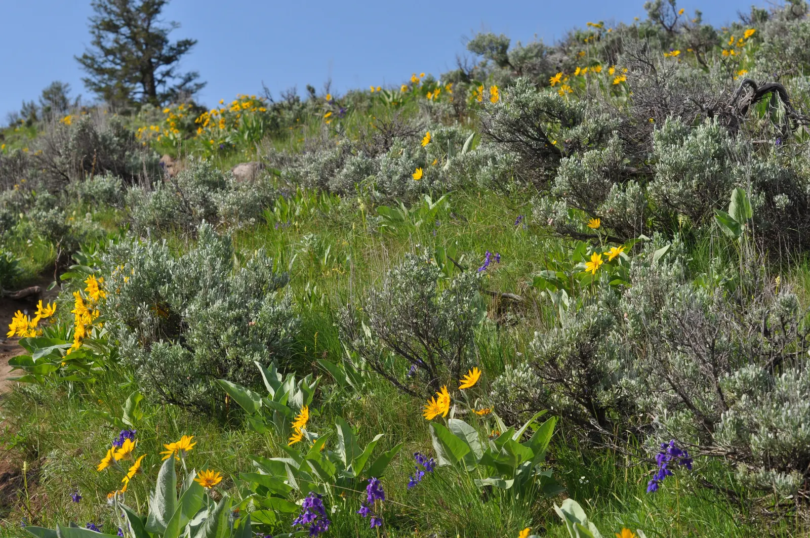 Arrowleaf Balsamroot. (Balsamorhiza Sagittata) — perennial with yellow blooms