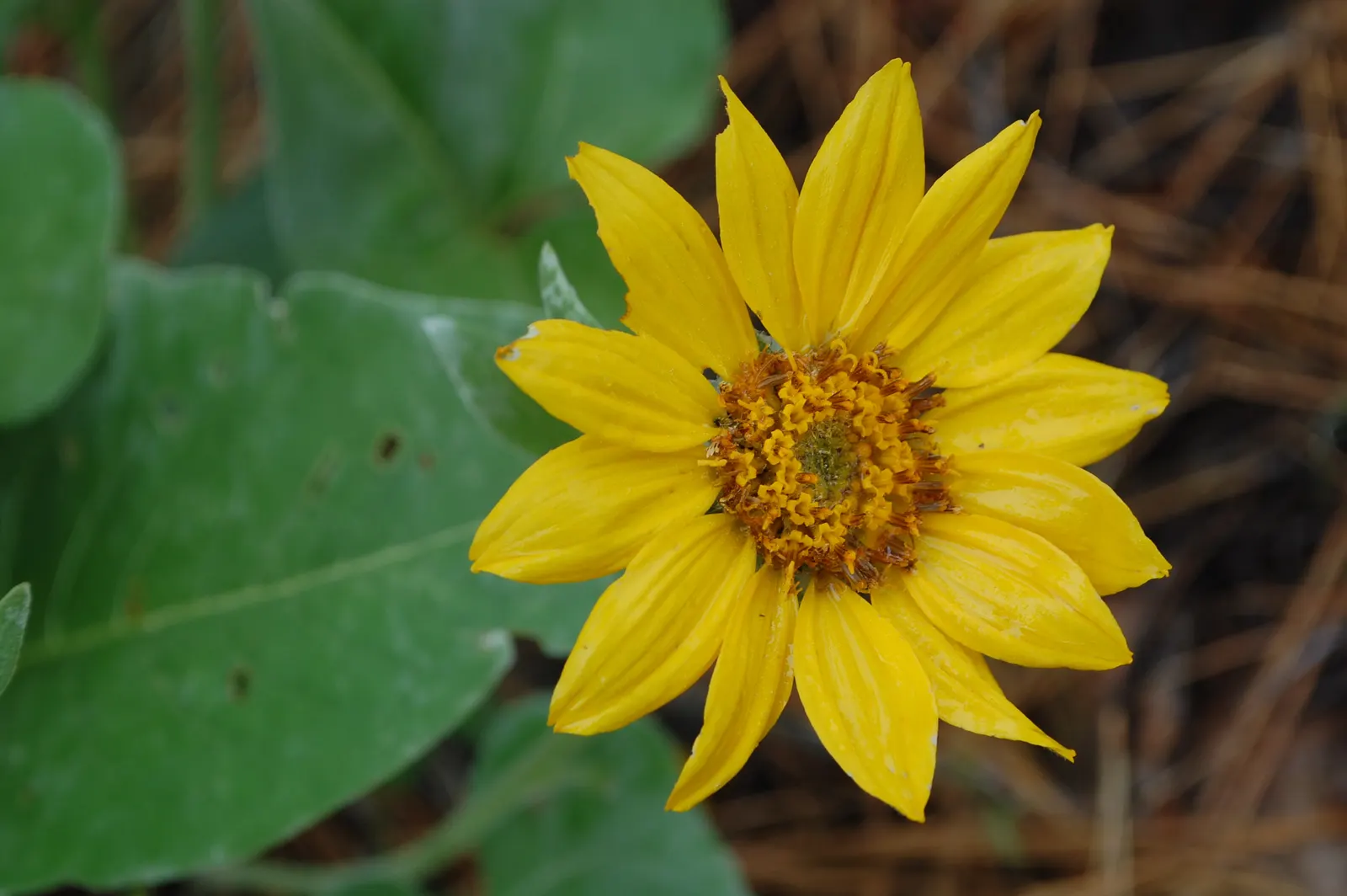 Arrowleaf Balsamroot. (Balsamorhiza Sagittata) — adapting well to USDA plant hardiness zones 4 to 8.<br><br>The plant is renowned for its vibrant, image 70