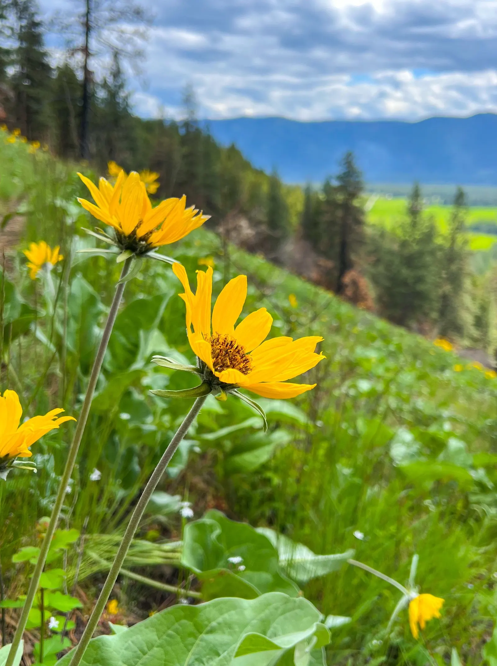 Arrowleaf Balsamroot. (Balsamorhiza Sagittata) — is a perennial wildflower native to the western United States; perennial for full, image 69