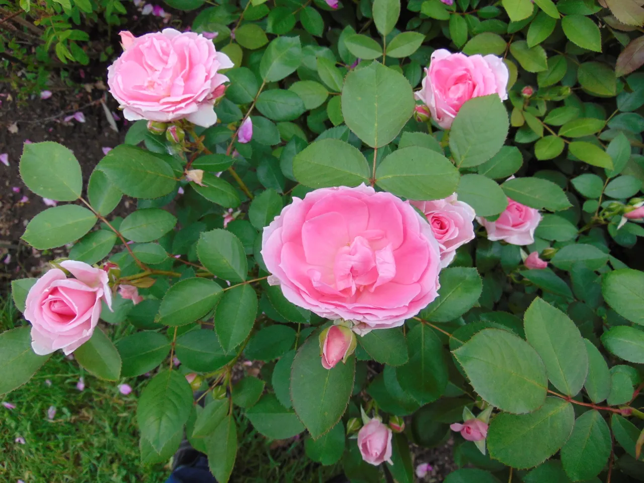 Prairie Joy Rose (Rosa X 'Prairie Joy') — This disease-resistant variety matures to approximately 4 feet in height and spreads up to 3 feet