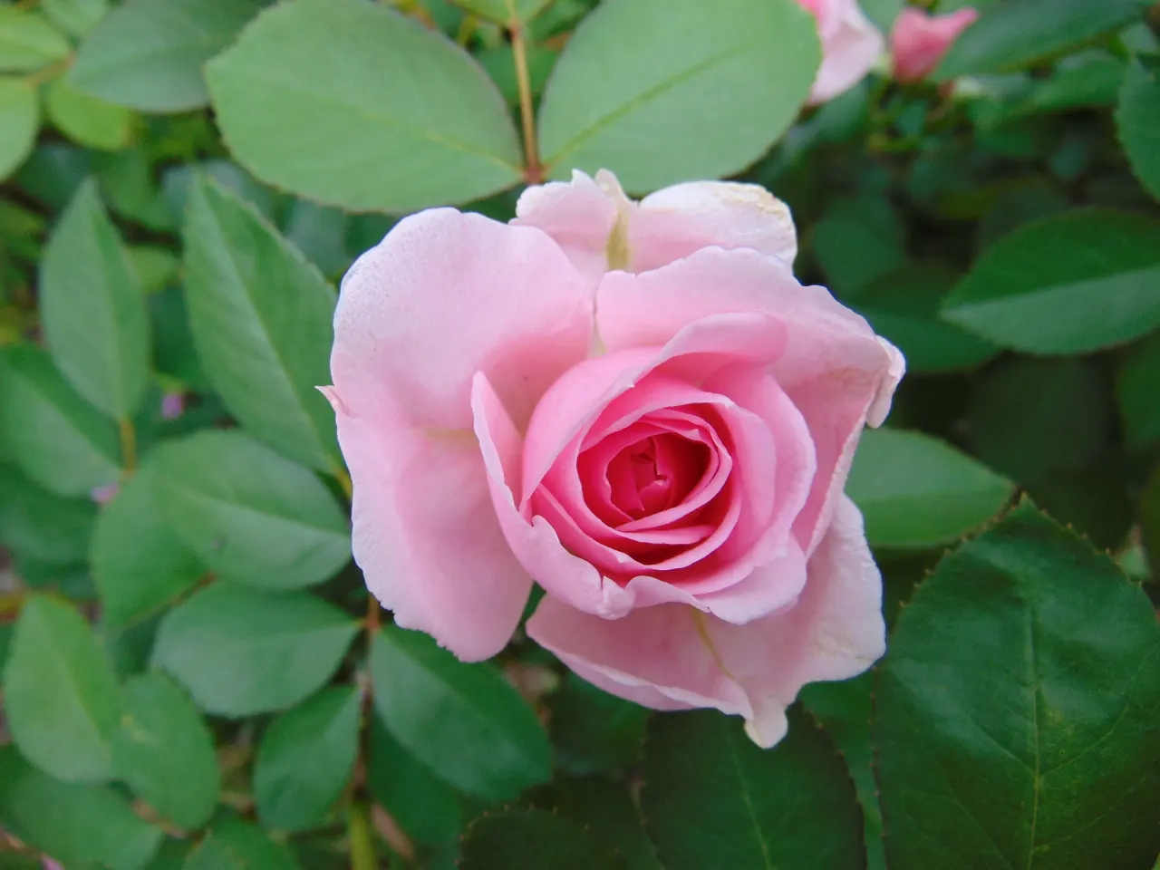 Prairie Joy Rose (Rosa X 'Prairie Joy') — Ideal for zones 3-9, it thrives in full sun with well-drained soil