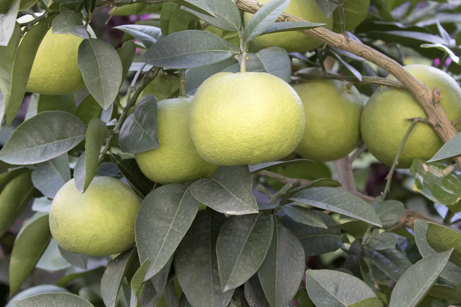 Oro Blanco Grapefruit (Citrus X Paradisi 'Oro Blanco') — gold-hued exterior and sweet