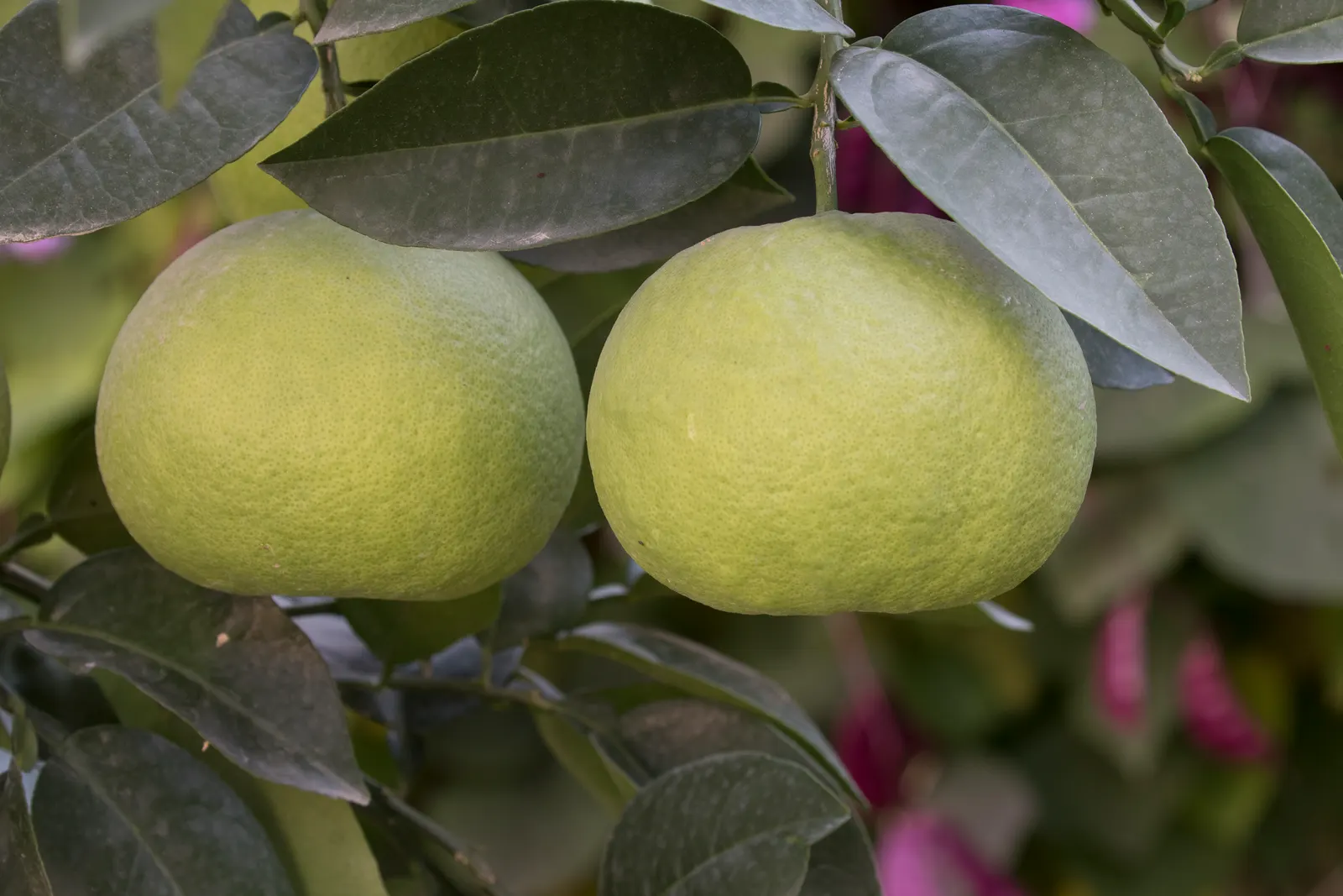 Oro Blanco Grapefruit (Citrus X Paradisi 'Oro Blanco') — glossy leaves and fragrant