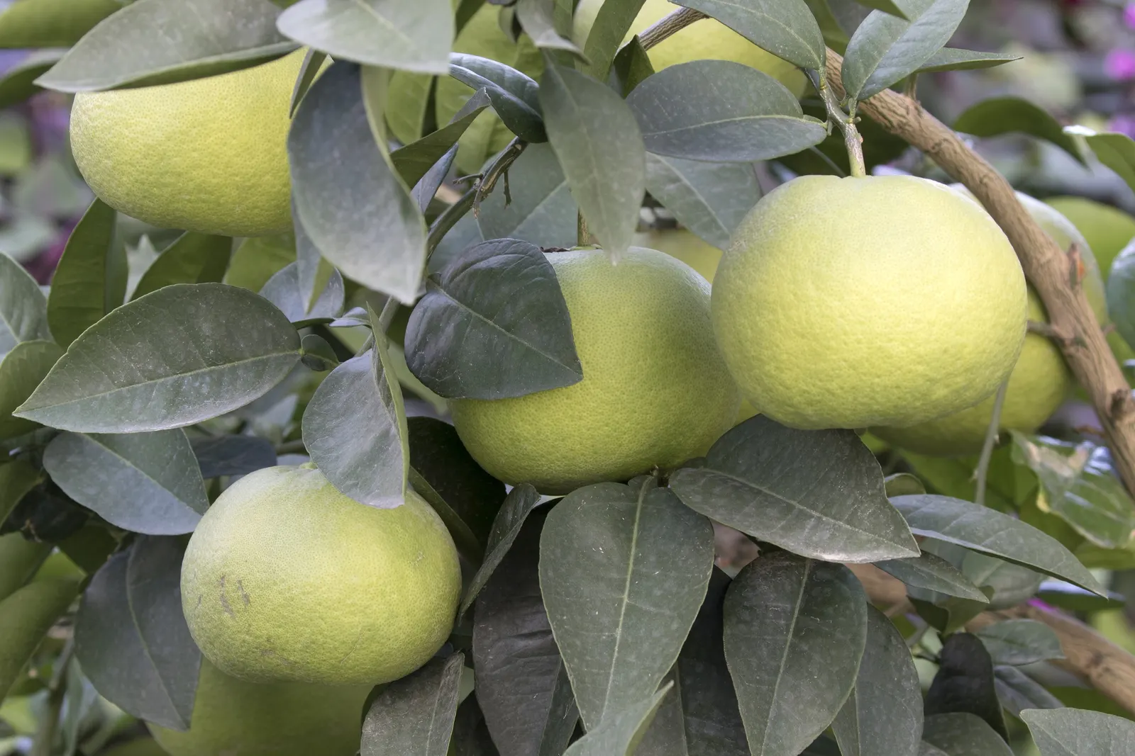 Oro Blanco Grapefruit (Citrus X Paradisi 'Oro Blanco') — or the 'Gold White' grapefruit (Citrus x paradisi 'Oro Blanco')