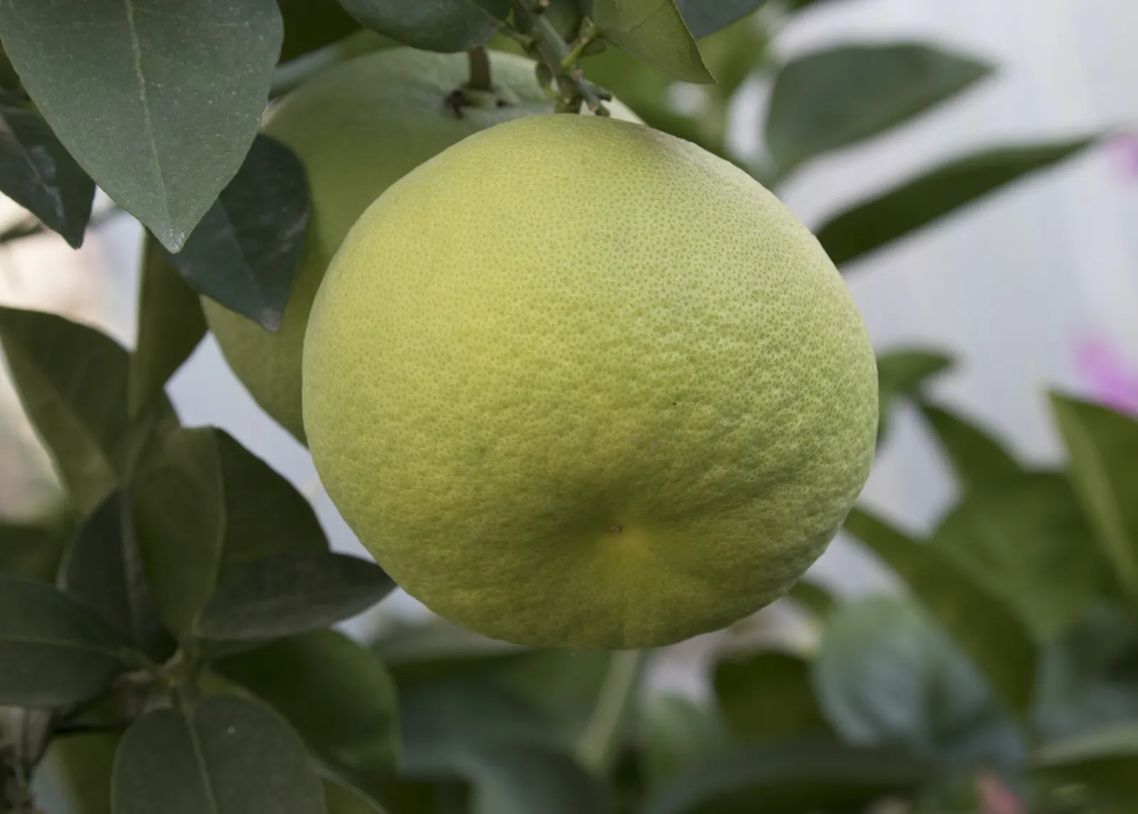 Oro Blanco Grapefruit (Citrus X Paradisi 'Oro Blanco') — Thriving in USDA zones 9‚Äì10, it requires full sun and well-draining soil