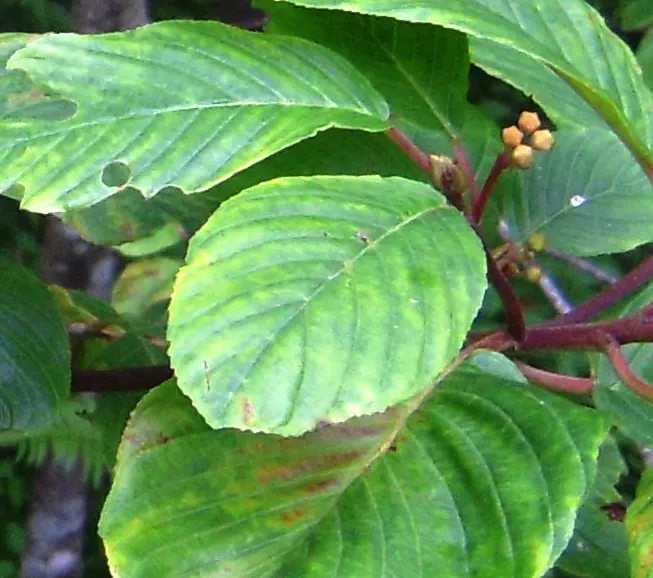Cascara (Frangula Purshiana) — Cascara prefers well-drained soils and can adapt to various soil types