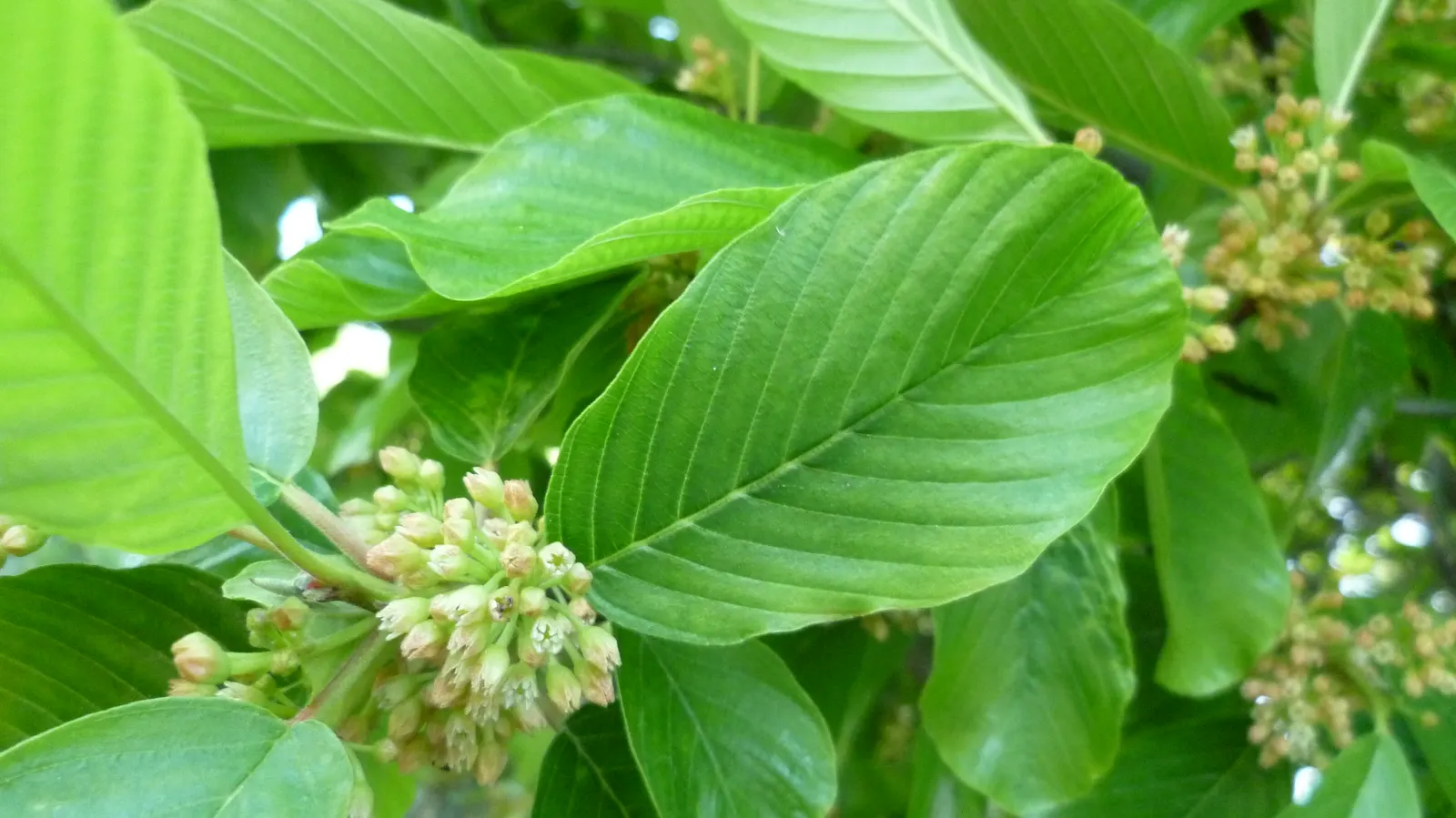 Cascara (Frangula Purshiana) — thrives in USDA zones 5-9 and matures to 15-30 feet tall with a spread of 10-15 feet