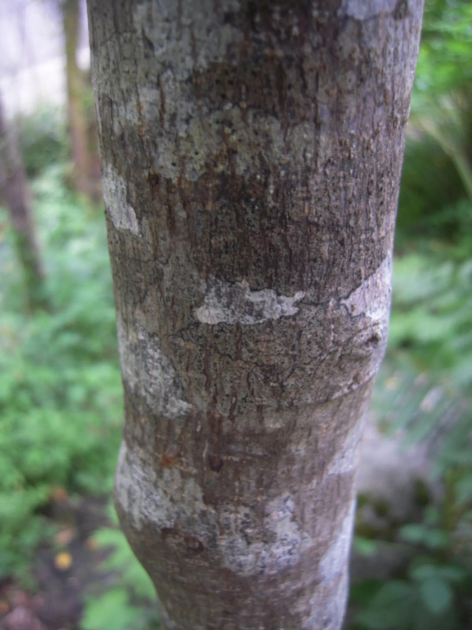 Cascara (Frangula Purshiana) — When incorporating Cascara into your landscape design