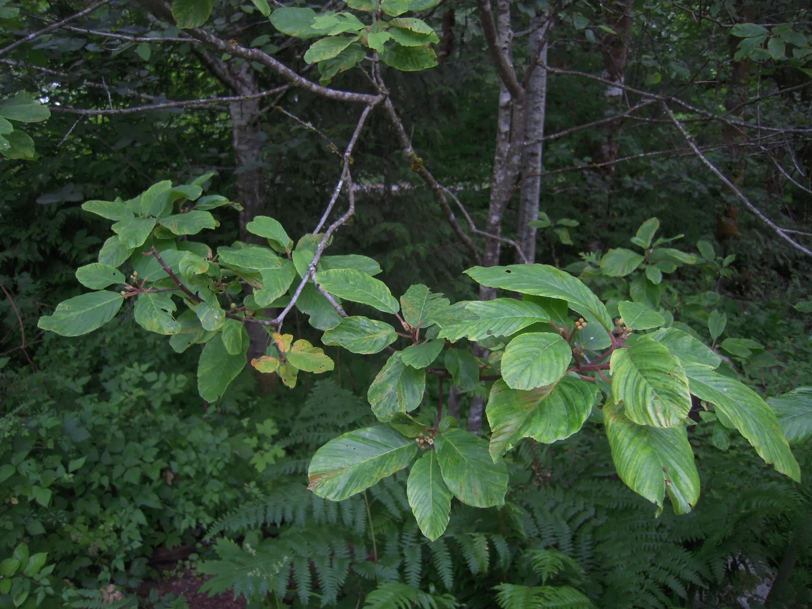Cascara (Frangula Purshiana) — consider positioning it in an area with full sun to partial shade