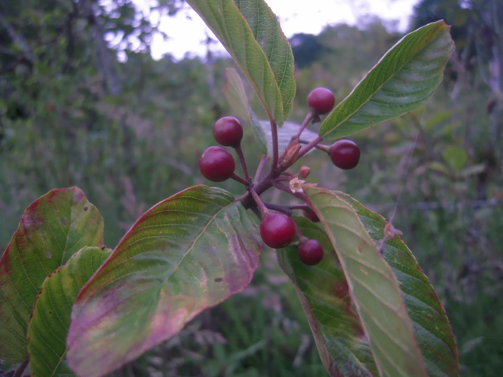 Cascara (Frangula Purshiana) — Preferring well-drained soil and partial to full sun