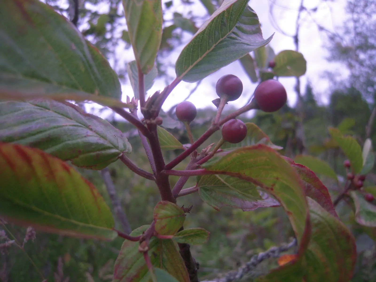 Cascara (Frangula Purshiana) — scientifically referred to as *Frangula purshiana*