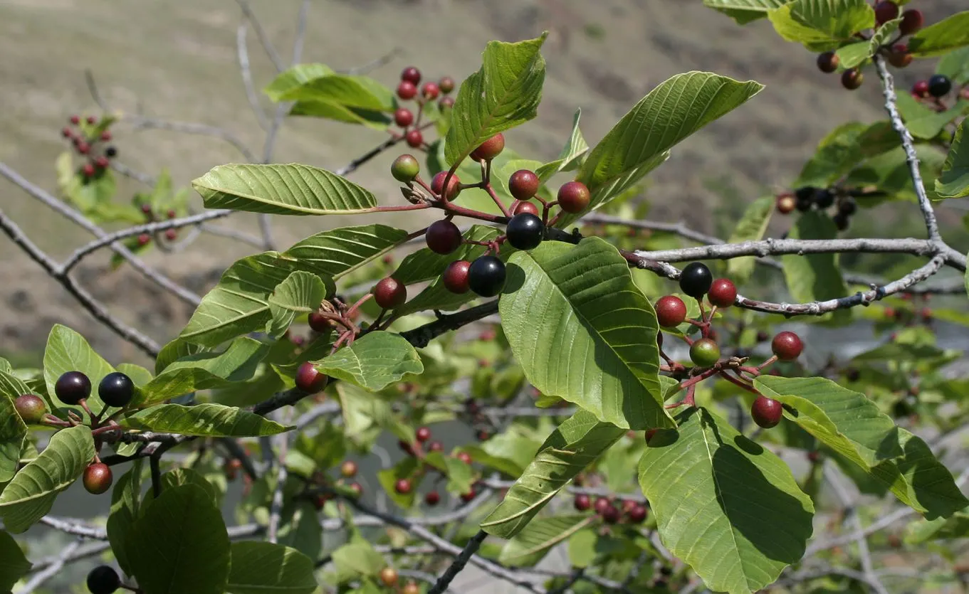 Cascara (Frangula Purshiana) — shrub for full or half