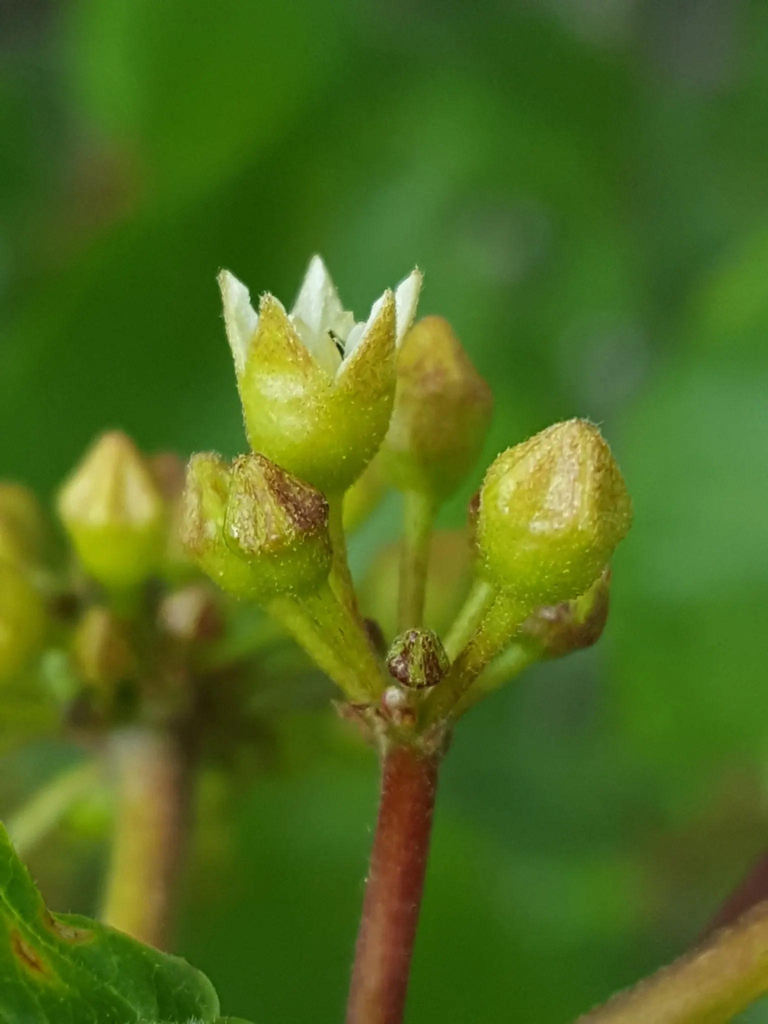 Cascara (Frangula Purshiana) — inconspicuous clusters of flowers