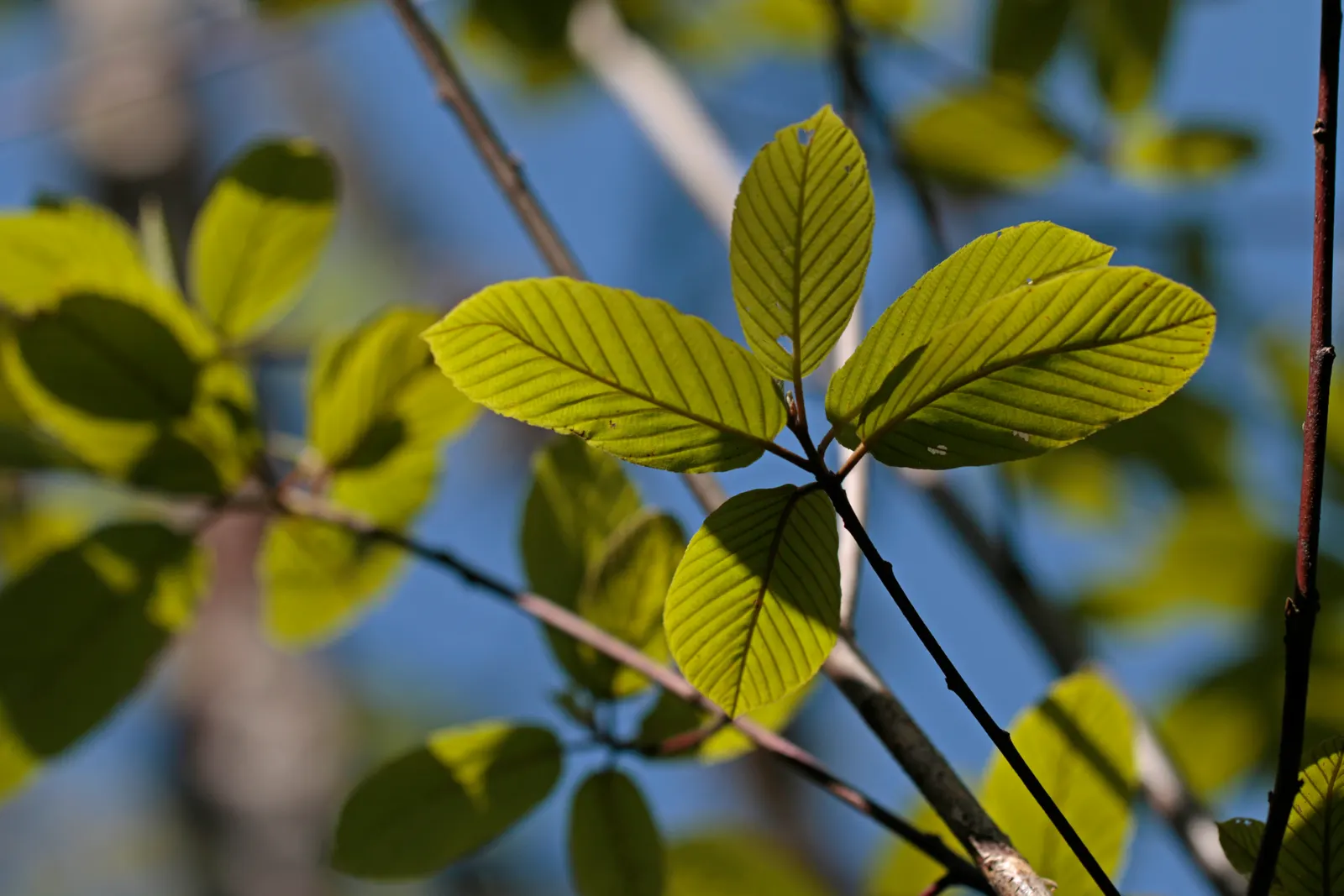 Cascara (Frangula Purshiana) — thrives in USDA zones 5-9 and matures to 15-30 feet tall with a spread of 10-15 feet; scientifically referred to as *Frangula