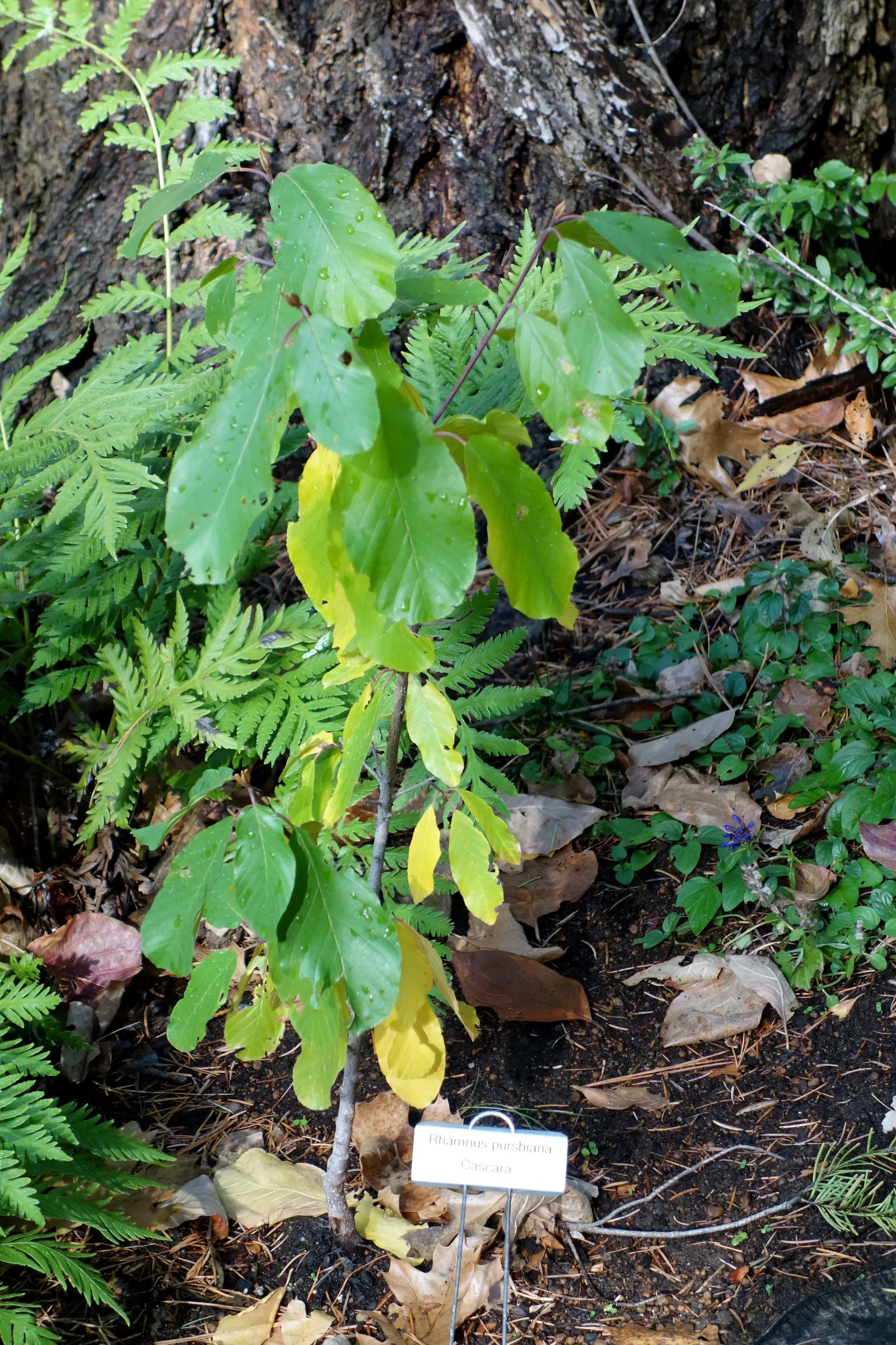 Cascara (Frangula Purshiana) — your client can add a subtlety ornamental yet purposeful native species to their garden