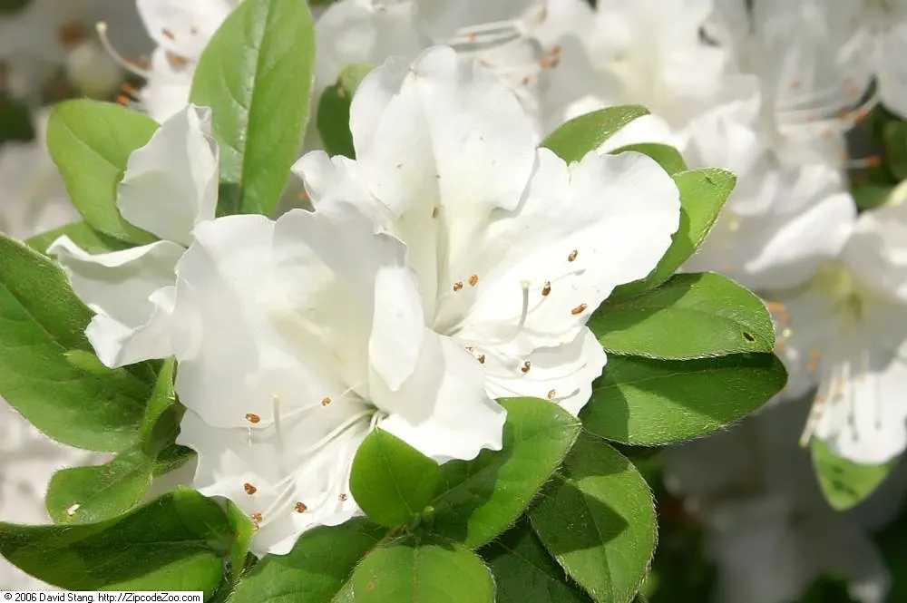 Everest Azalea (Azalea 'Everest') — Everest Azalea ('Rhododendron' 'Everest') is a compact evergreen shrub