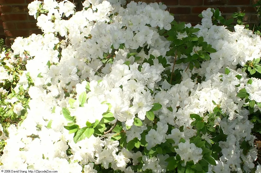Everest Azalea (Azalea 'Everest') — reaching up to 3 feet in height and 3-4 feet in width at maturity