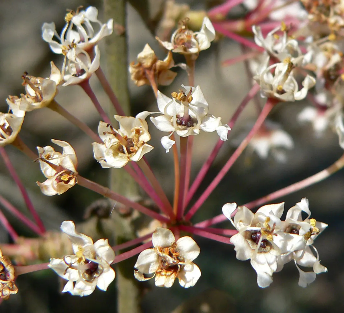 Hoaryleaf Ceanothus (Ceanothus Crassifolius) — This species thrives in USDA zones 8 through 10 and boasts a versatile growth habit