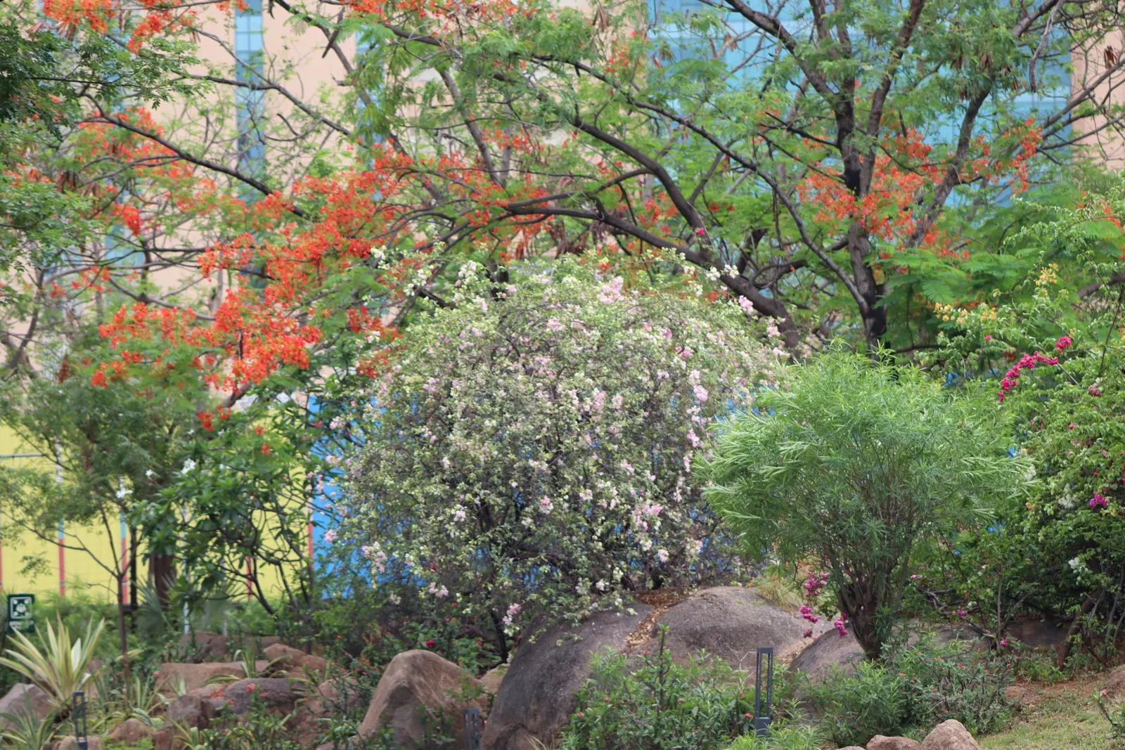 Hoaryleaf Ceanothus (Ceanothus Crassifolius) — and clusters of tiny pale blue to white flowers bloom in early spring