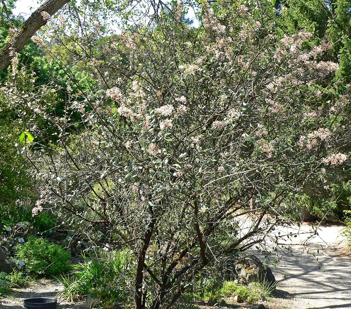 Hoaryleaf Ceanothus (Ceanothus Crassifolius) — ideal for low-maintenance