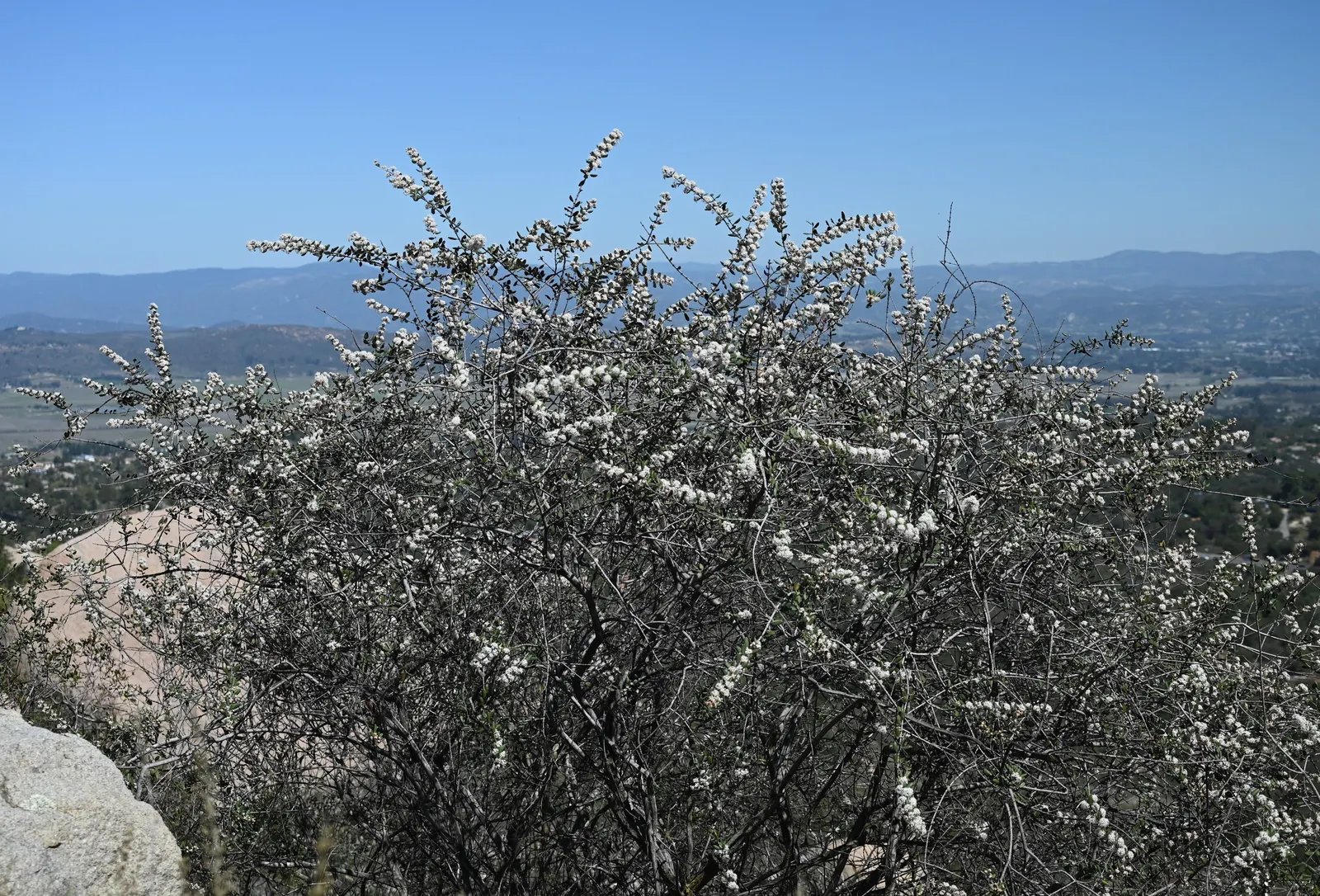 Hoaryleaf Ceanothus (Ceanothus Crassifolius) — oval leaves covered in fine white hairs