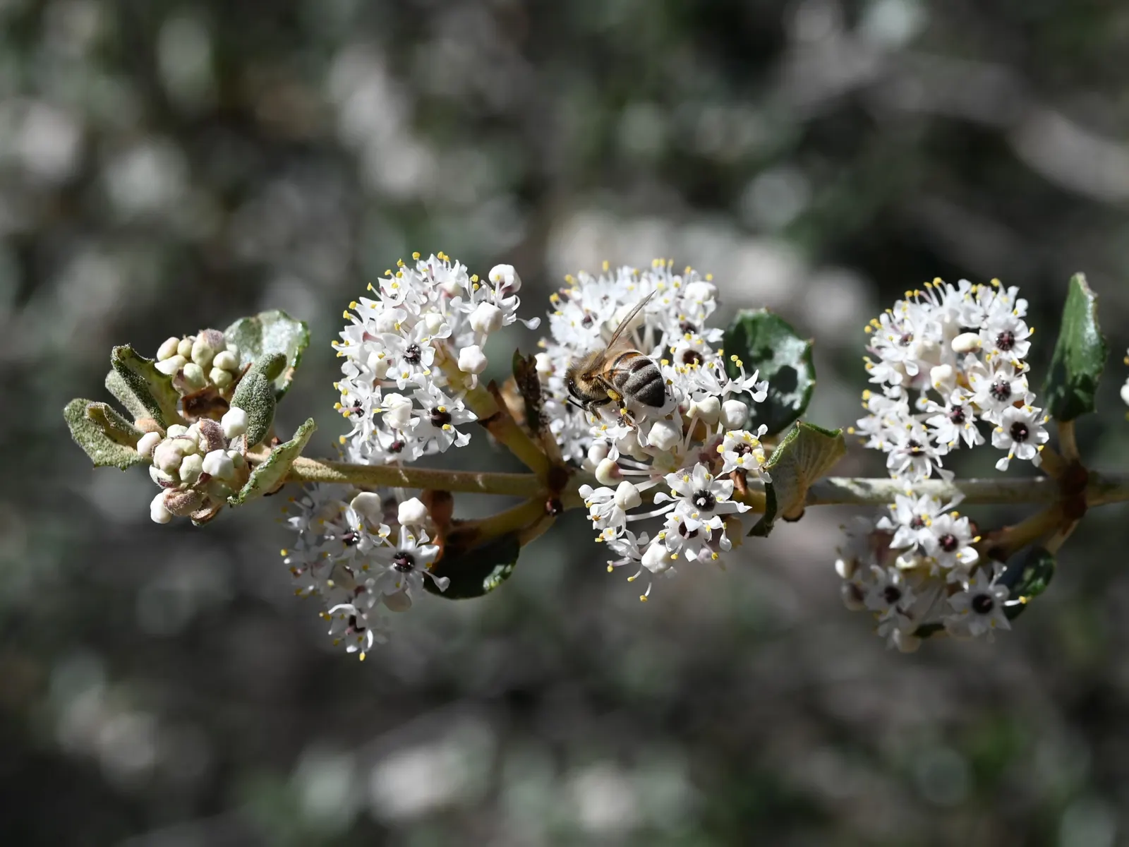 Hoaryleaf Ceanothus (Ceanothus Crassifolius) — The hoary appearance comes from the fine, white hairs covering the underside of its foliage