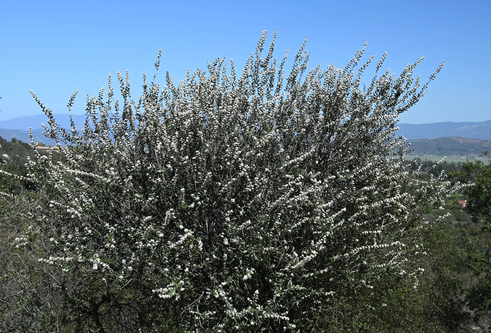 Hoaryleaf Ceanothus (Ceanothus Crassifolius) — the Ceanothus crassifolius has a rough