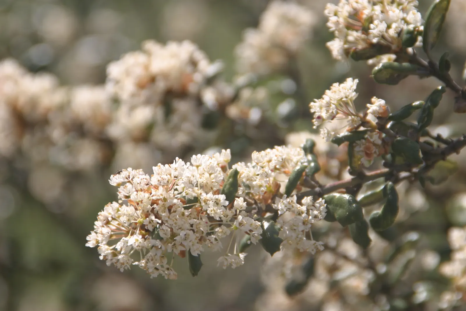 Hoaryleaf Ceanothus (Ceanothus Crassifolius) — The Hoaryleaf Ceanothus (Ceanothus crassifolius) is an evergreen shrub native to California's coastal ranges