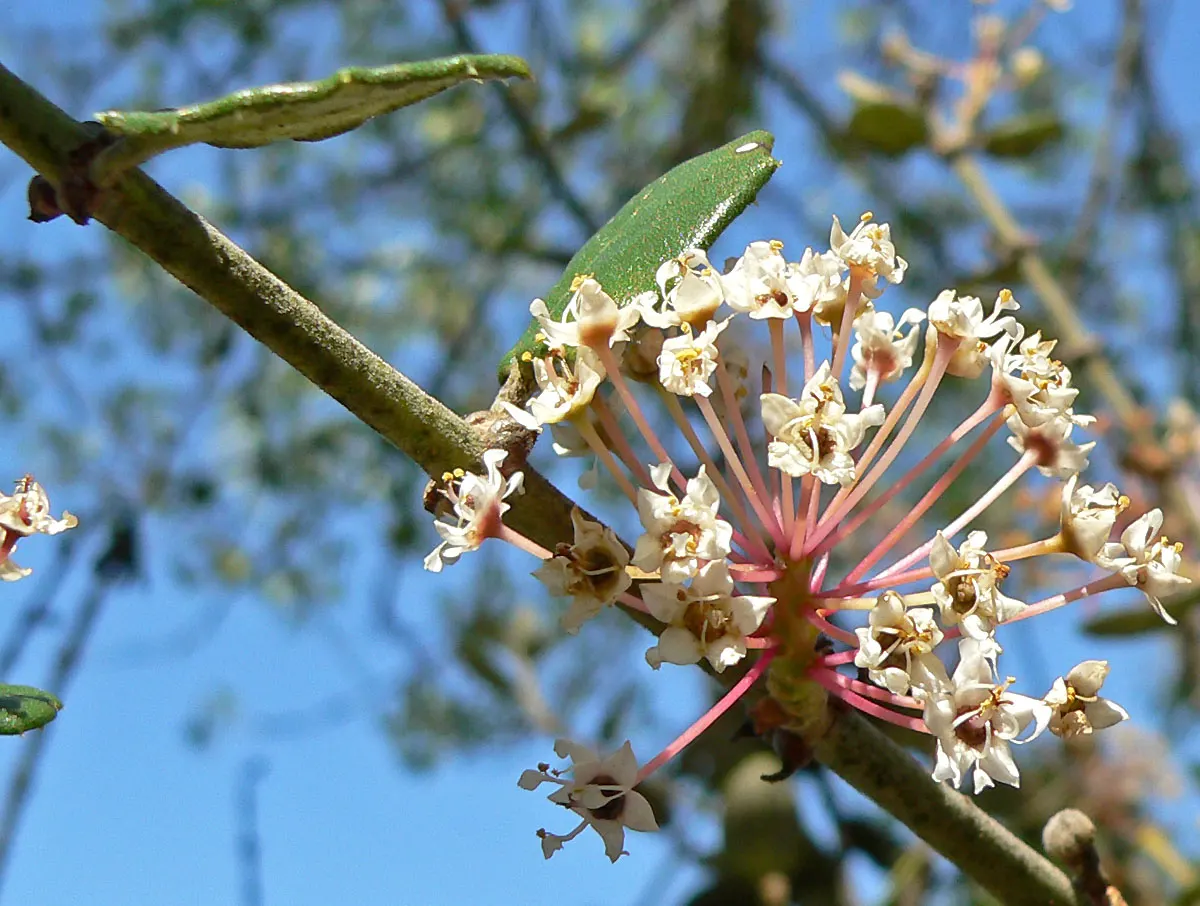 Hoaryleaf Ceanothus (Ceanothus Crassifolius) — scientifically termed Ceanothus crassifolius