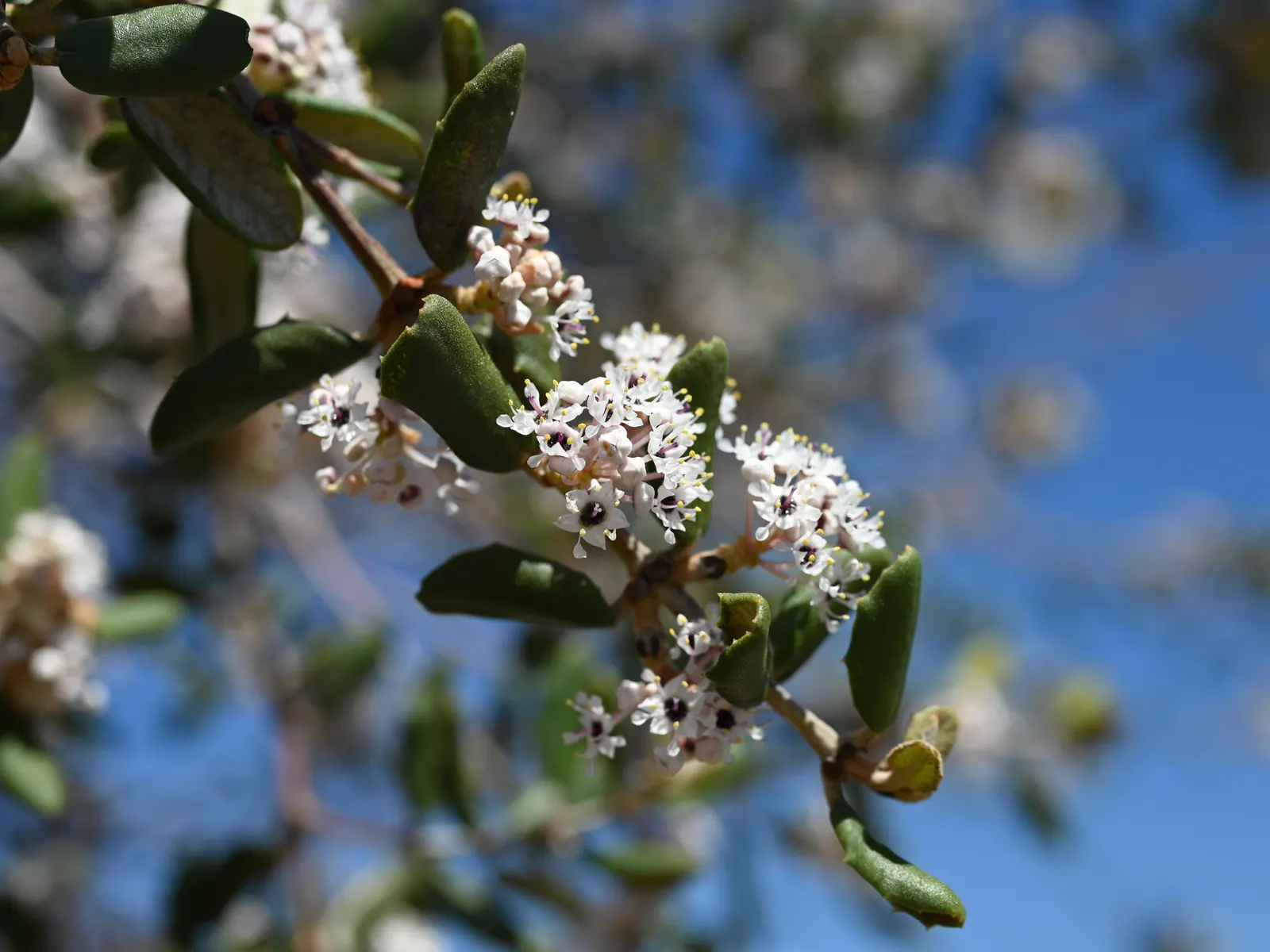 Hoaryleaf Ceanothus (Ceanothus Crassifolius) — and dark green leaves that are about 1 to 2 inches in length