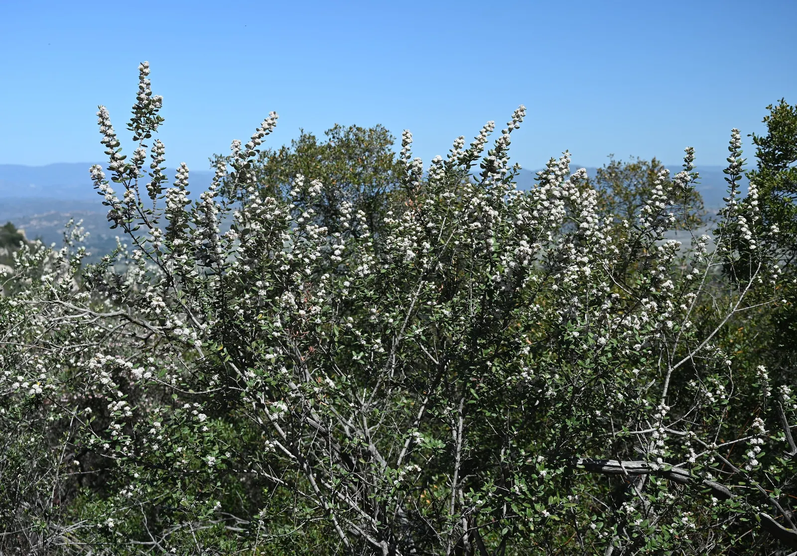 Hoaryleaf Ceanothus (Ceanothus Crassifolius) — textured look that lives up to its common name