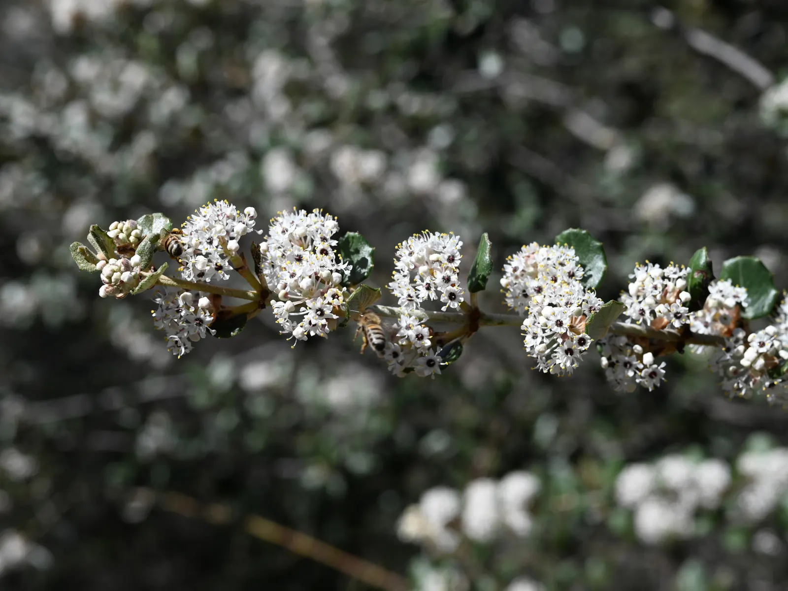 Hoaryleaf Ceanothus (Ceanothus Crassifolius) — It features a robust, compact form, reaching 3-6 feet in height and spreading 4-8 feet wide