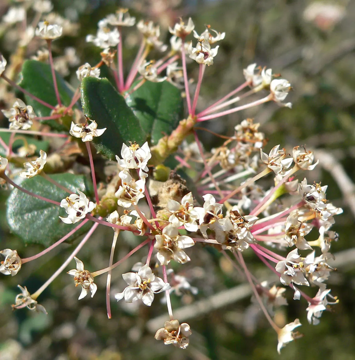 Hoaryleaf Ceanothus (Ceanothus Crassifolius) — typically reaching from 6 to 8 feet in height