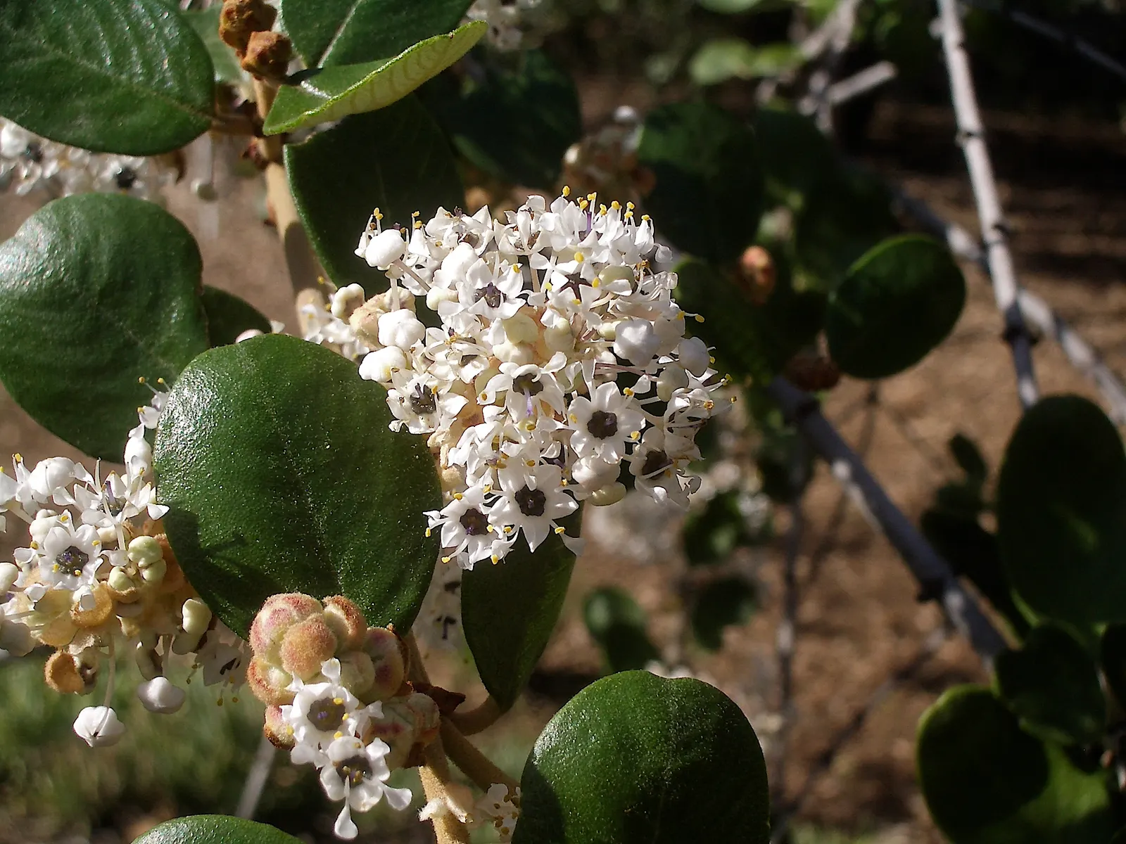 Hoaryleaf Ceanothus (Ceanothus Crassifolius) — with an equal spread that lends itself well to creating dense