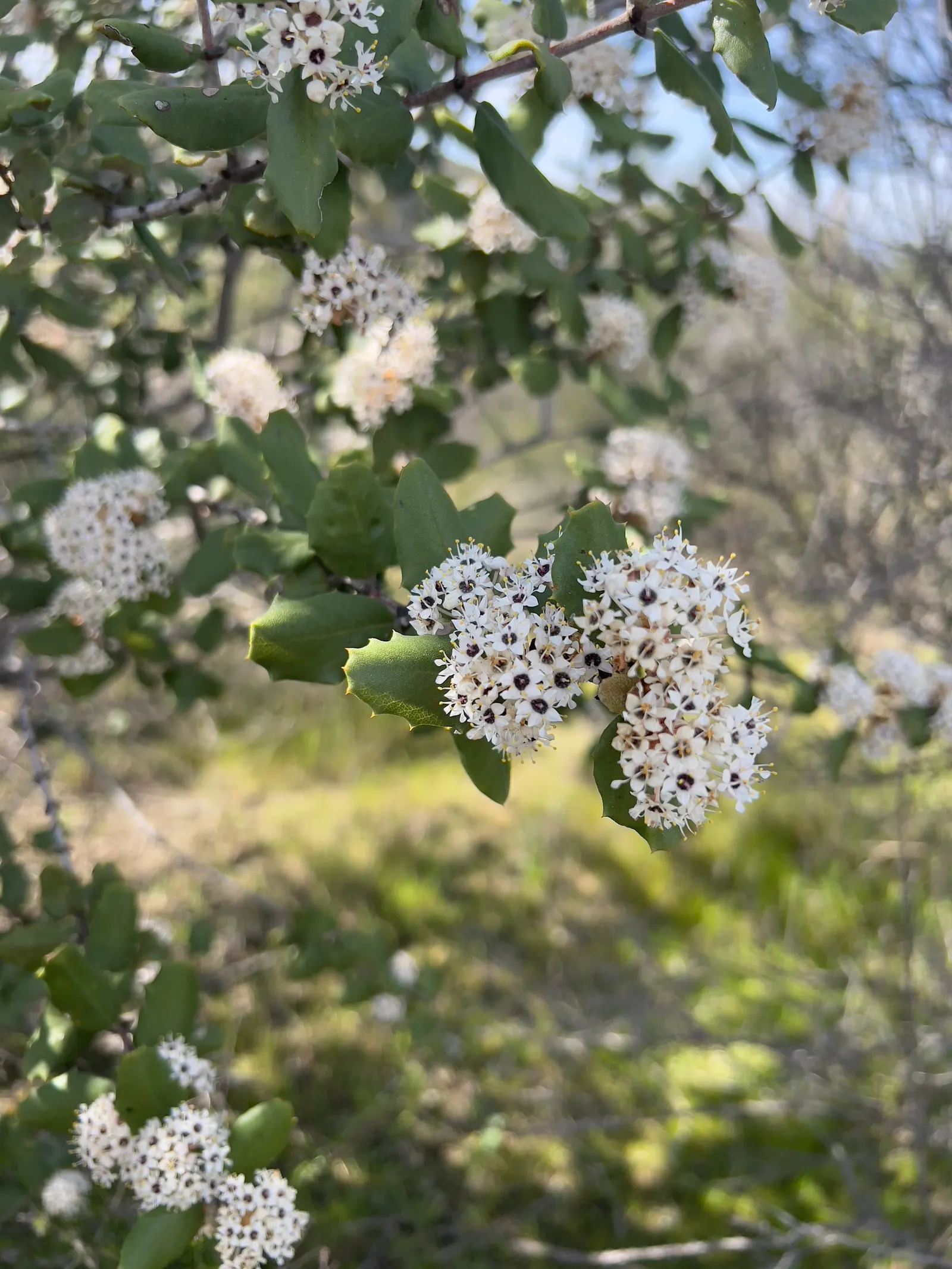Hoaryleaf Ceanothus (Ceanothus Crassifolius) — This drought-tolerant species thrives in well-drained soils and full sun