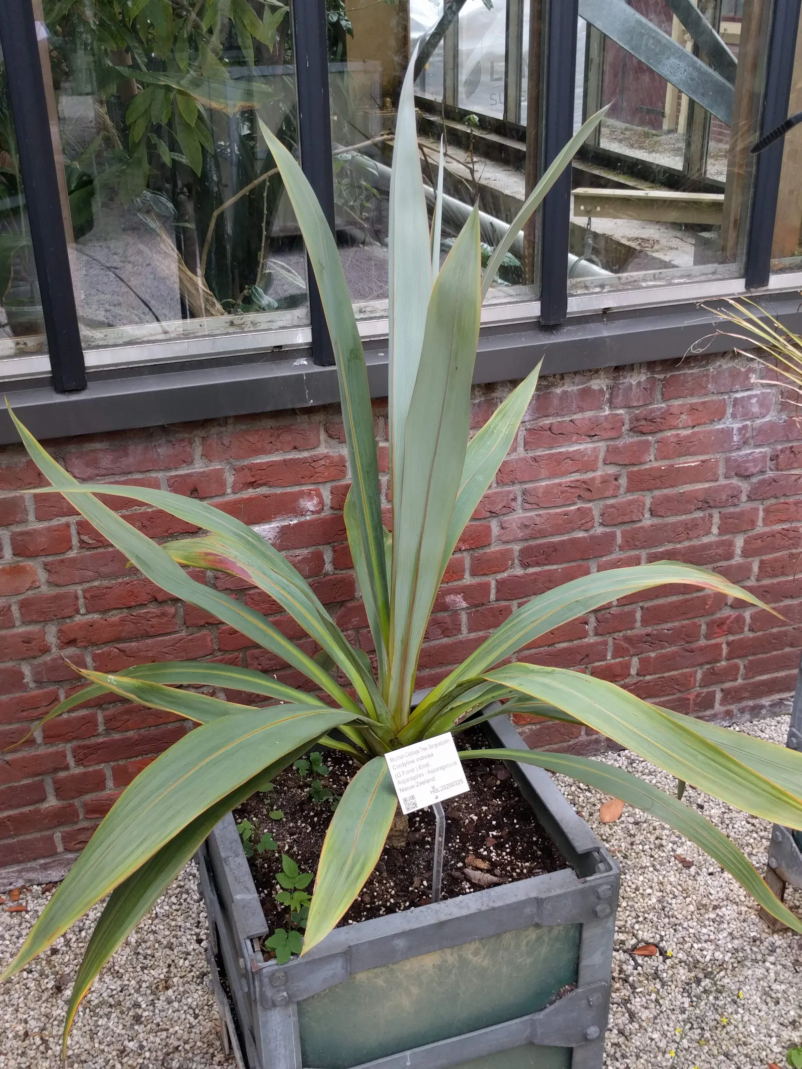 Blue Dracaena (Cordyline Indivisa) — although it can tolerate some direct sunlight in cooler climates