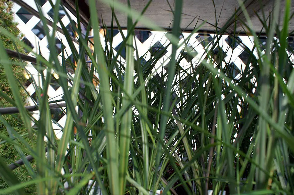 Blue Dracaena (Cordyline Indivisa) — scientifically known as Cordyline indivisa