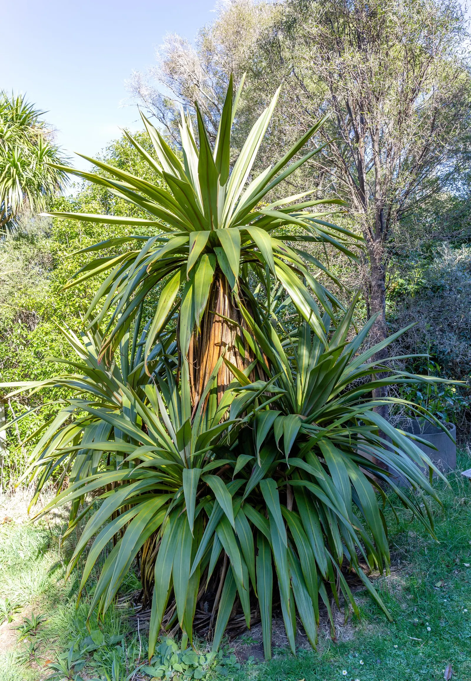 Blue Dracaena (Cordyline Indivisa) — originating from New Zealand