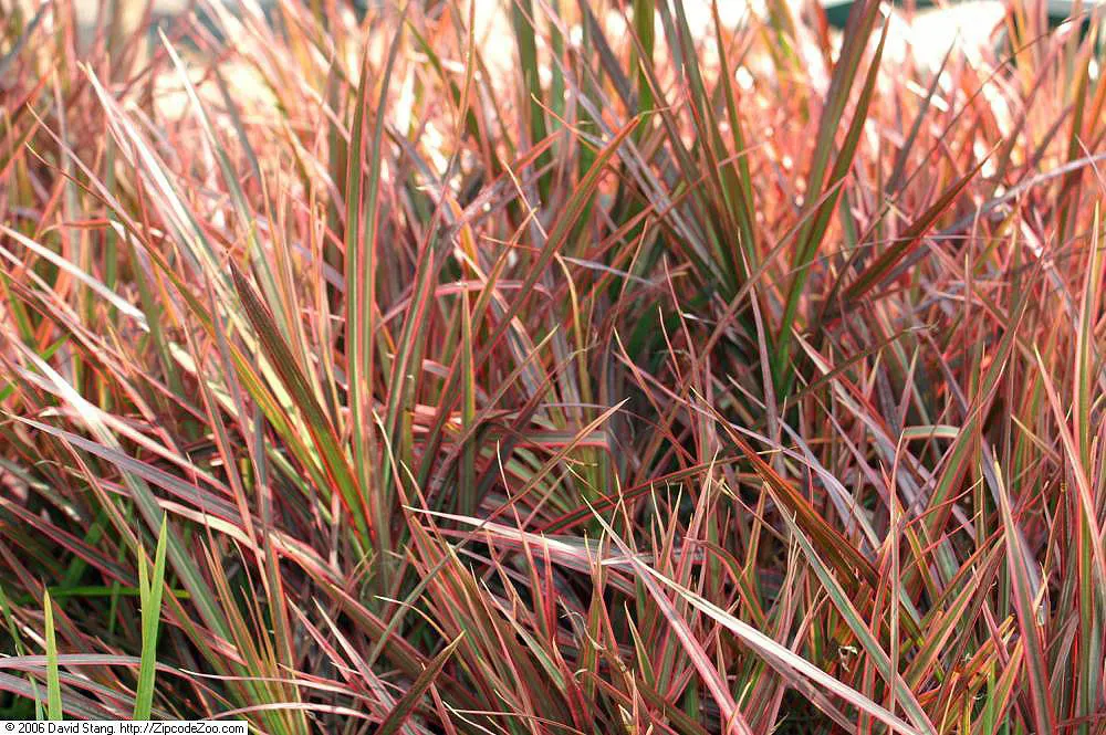 Blue Dracaena (Cordyline Indivisa) — With its sword-like leaves creating a dense