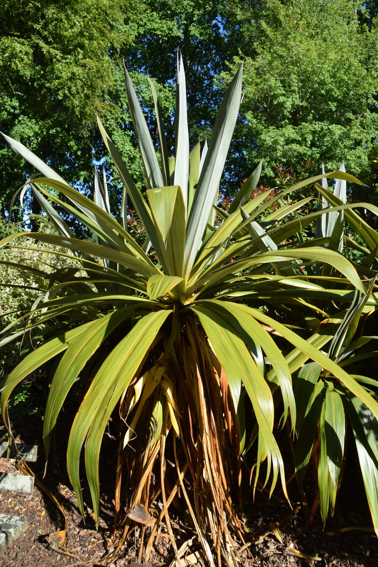 Blue Dracaena (Cordyline Indivisa) — Cold-sensitive, it thrives in USDA zones 9-11