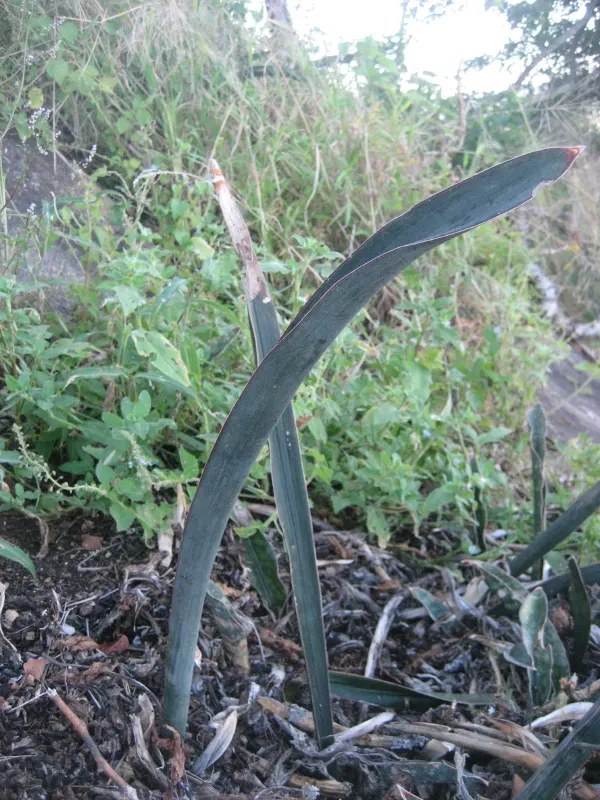 Blue Dracaena (Cordyline Indivisa) — reaching heights up to 10 ft
