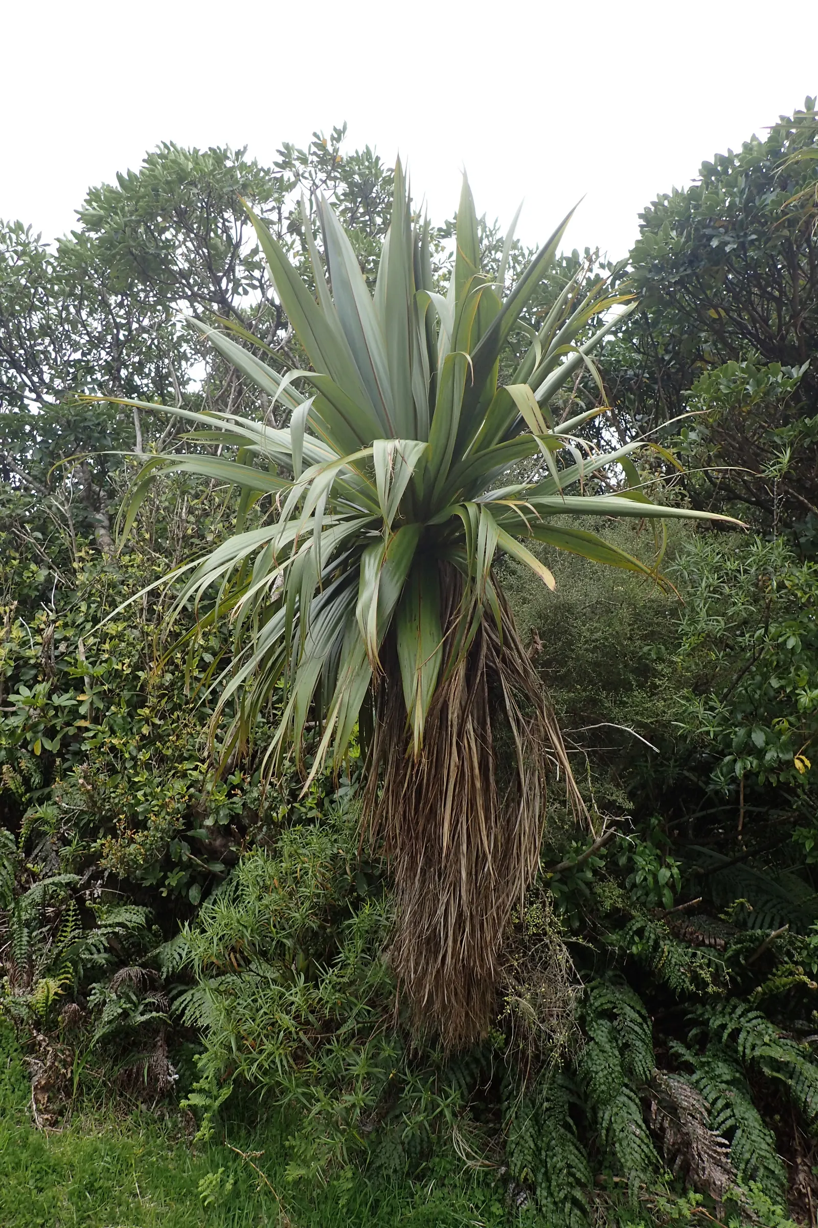 Blue Dracaena (Cordyline Indivisa) — presents itself as a striking accent within any landscape design due to its unique foliage and form
