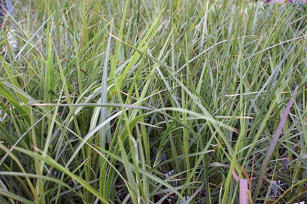 Blue Dracaena (Cordyline Indivisa) — this striking specimen is ideal for focal points in mixed borders