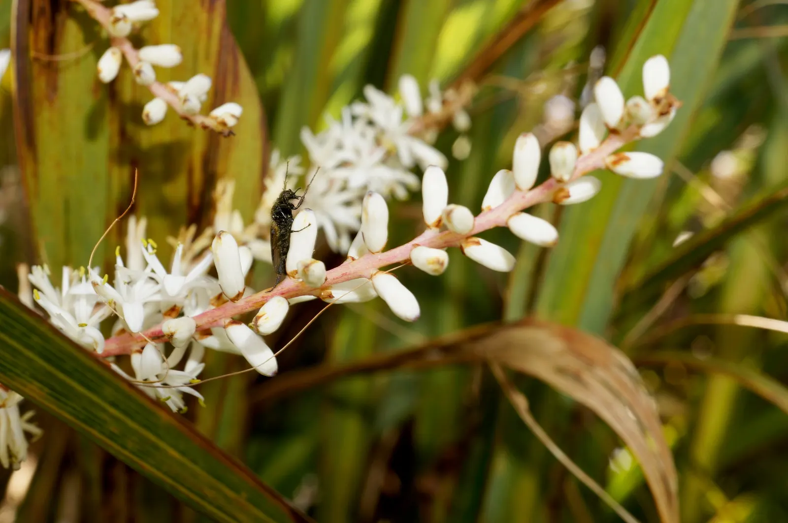 Blue Dracaena (Cordyline Indivisa) — Blue Dracaena (Cordyline indivisa) is an evergreen perennial with a robust
