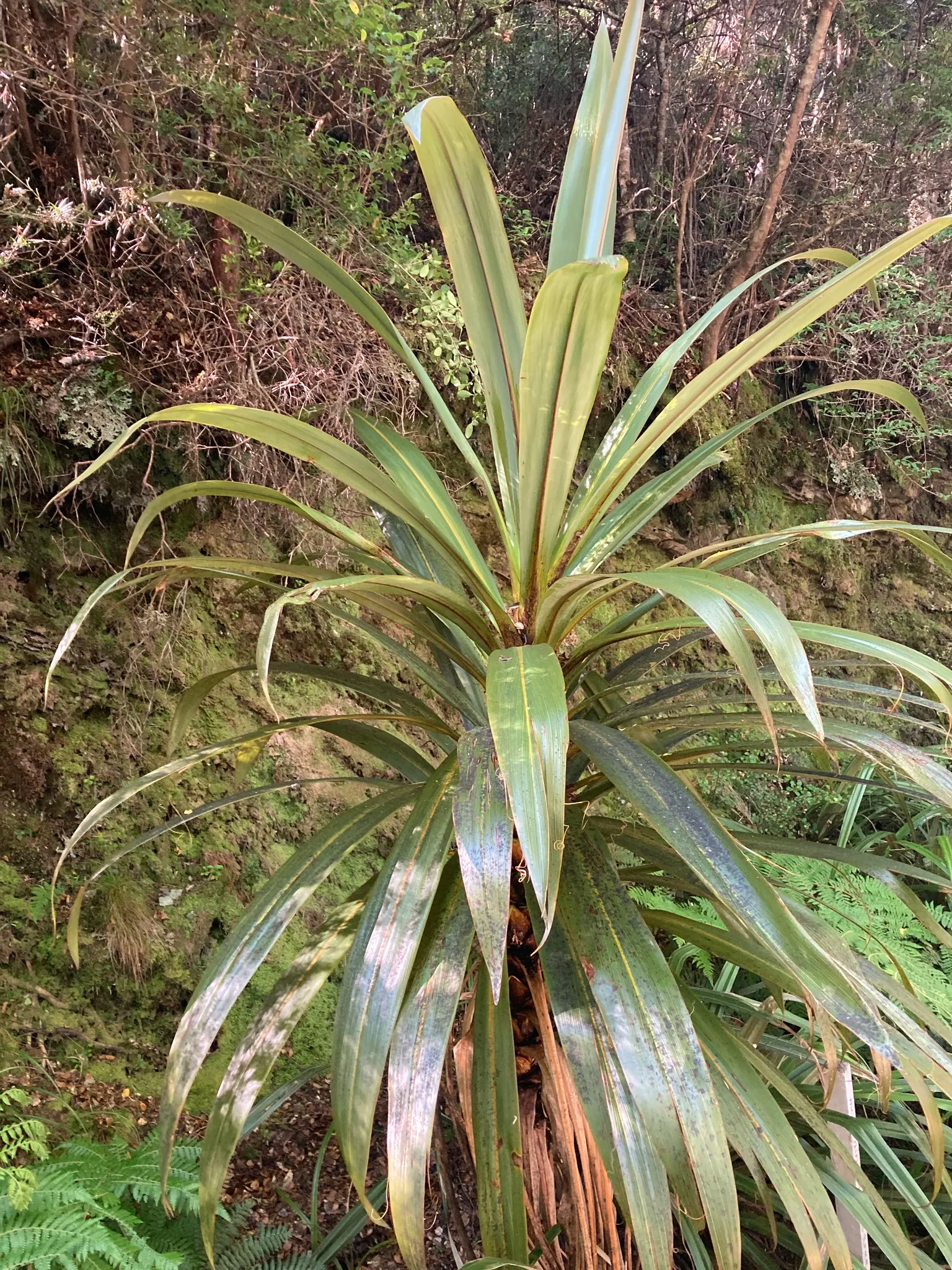 Blue Dracaena (Cordyline Indivisa) — so in areas with harsh winters