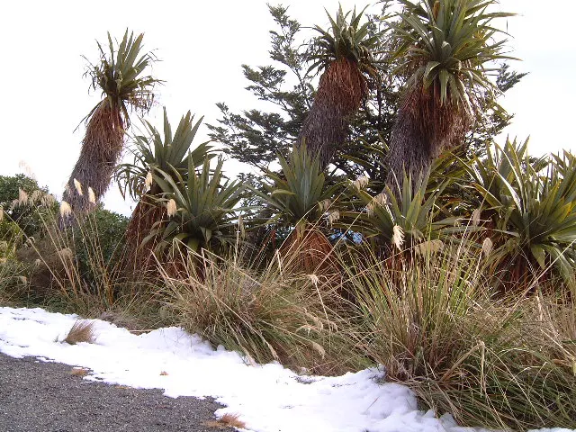 Blue Dracaena (Cordyline Indivisa) — the plant can attain a height of 6 to 10 feet